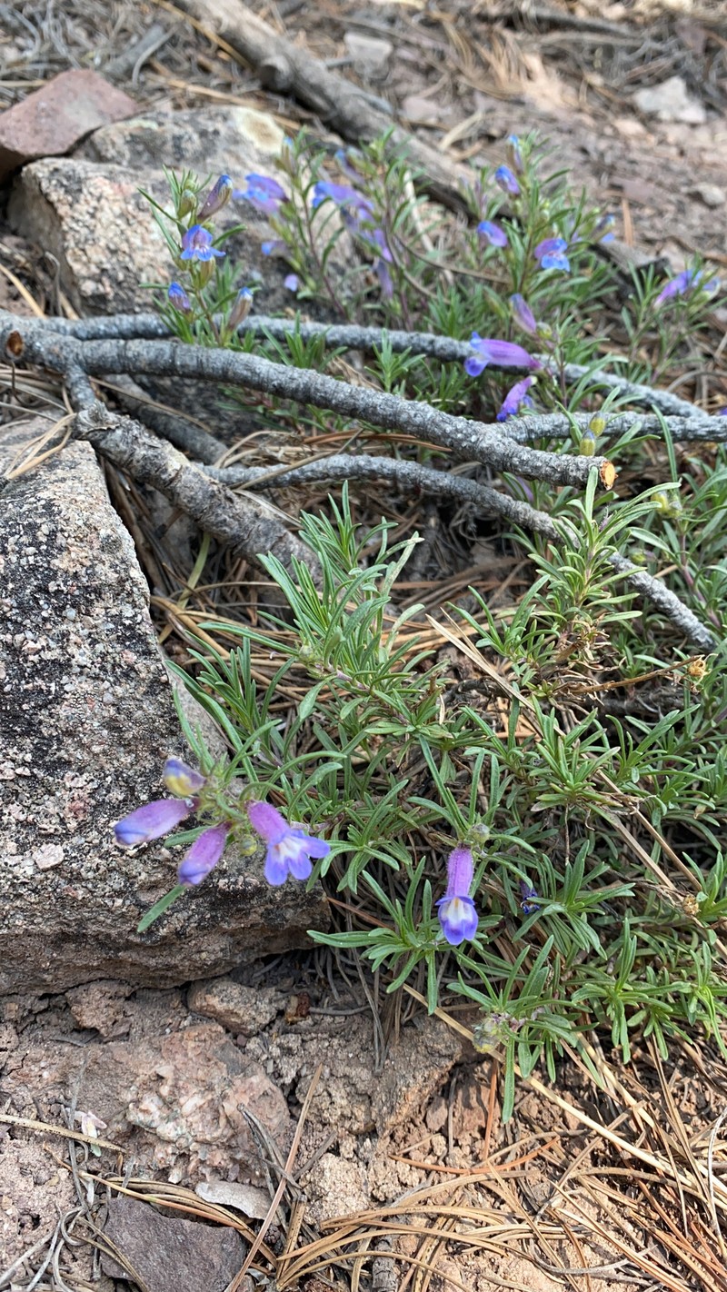 Penstemon crandallii var. glabrescens photo 4