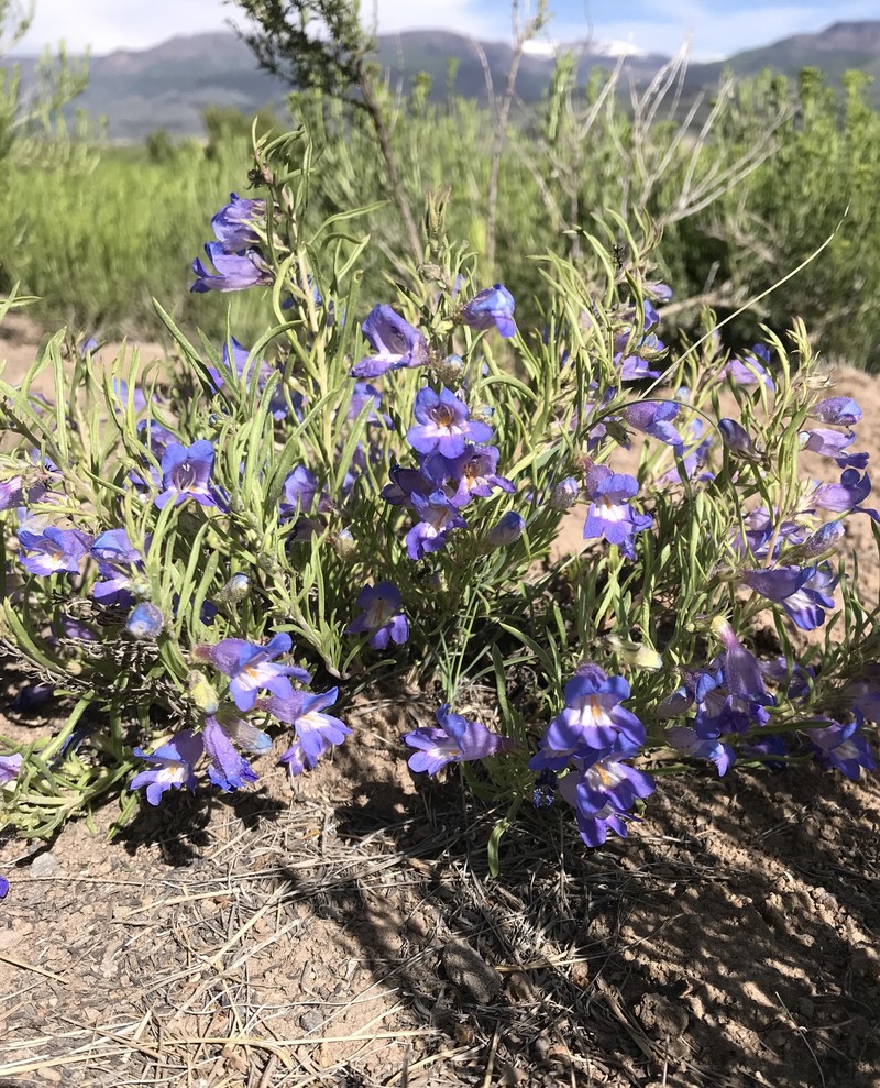 Penstemon crandallii var. glabrescens photo 5