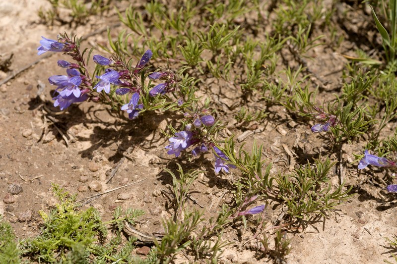 Penstemon crandallii var. glabrescens photo 6