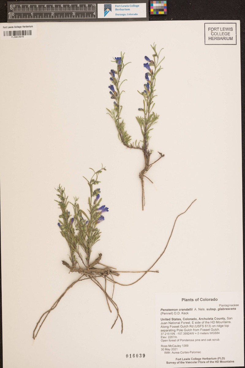 Penstemon crandallii var. glabrescens photo 7