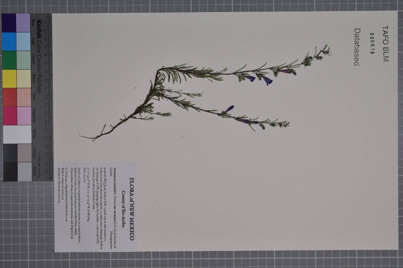 Penstemon crandallii var. glabrescens photo 8
