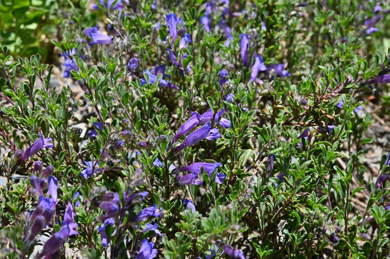Penstemon crandallii var. procumbens