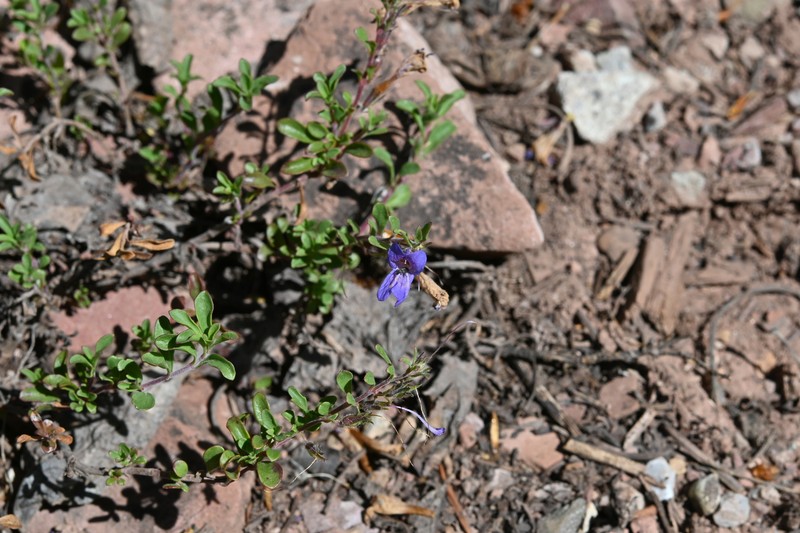 Penstemon crandallii var. procumbens photo 2