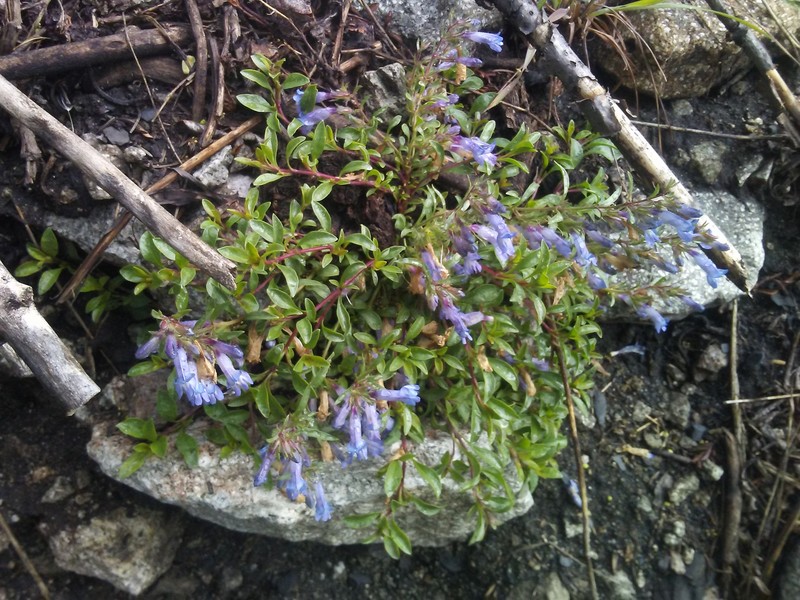 Penstemon crandallii var. procumbens photo 3