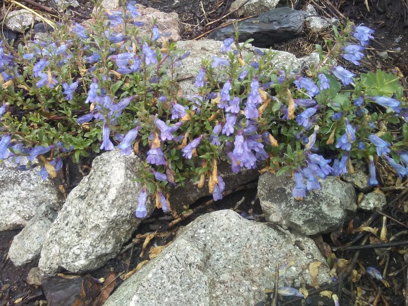 Penstemon crandallii var. procumbens photo 4