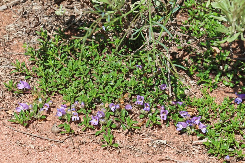 Penstemon crandallii var. procumbens photo 5