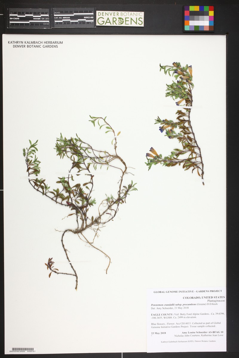 Penstemon crandallii var. procumbens photo 6
