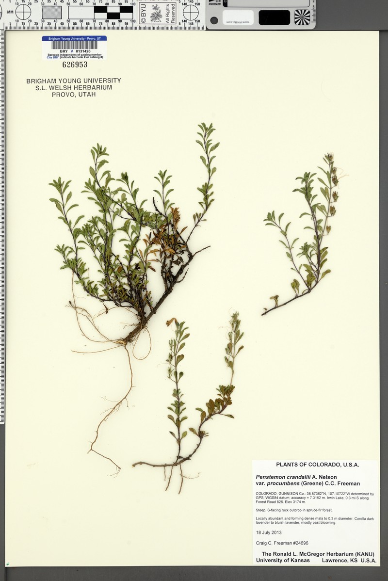 Penstemon crandallii var. procumbens photo 7