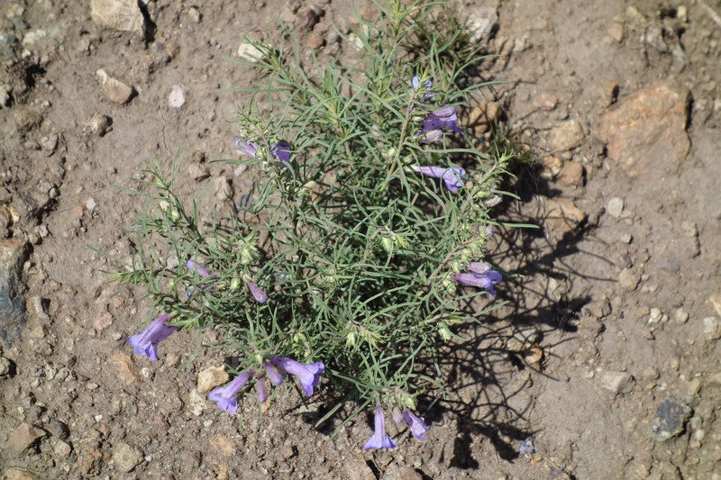Penstemon crandallii var. ramaleyi