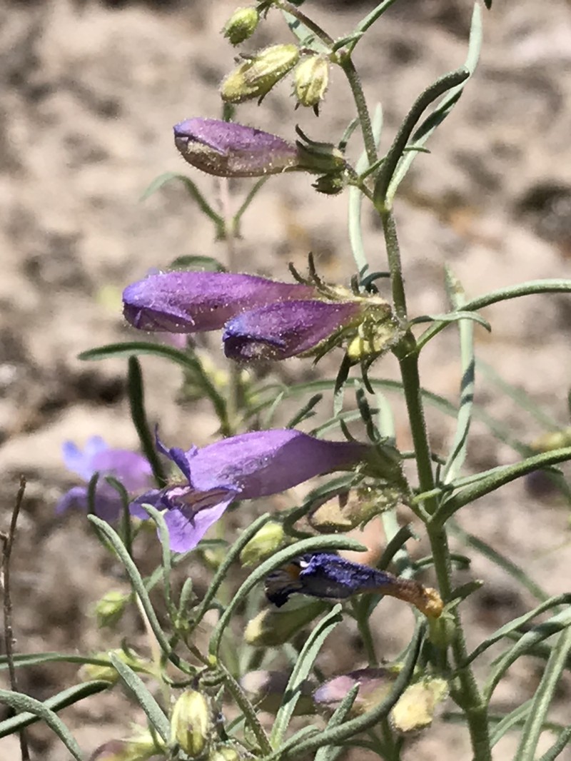 Penstemon crandallii var. ramaleyi photo 2