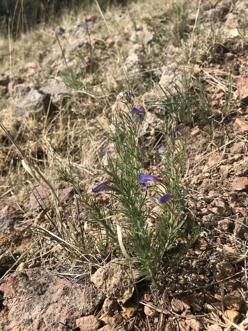 Penstemon crandallii var. ramaleyi photo 3