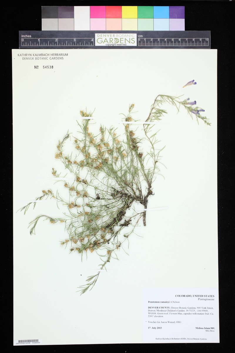 Penstemon crandallii var. ramaleyi photo 4