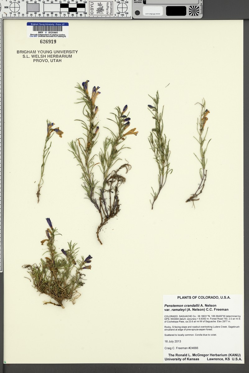 Penstemon crandallii var. ramaleyi photo 5
