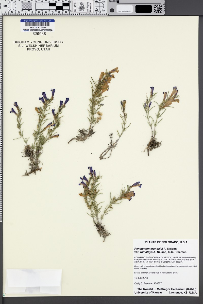 Penstemon crandallii var. ramaleyi photo 6