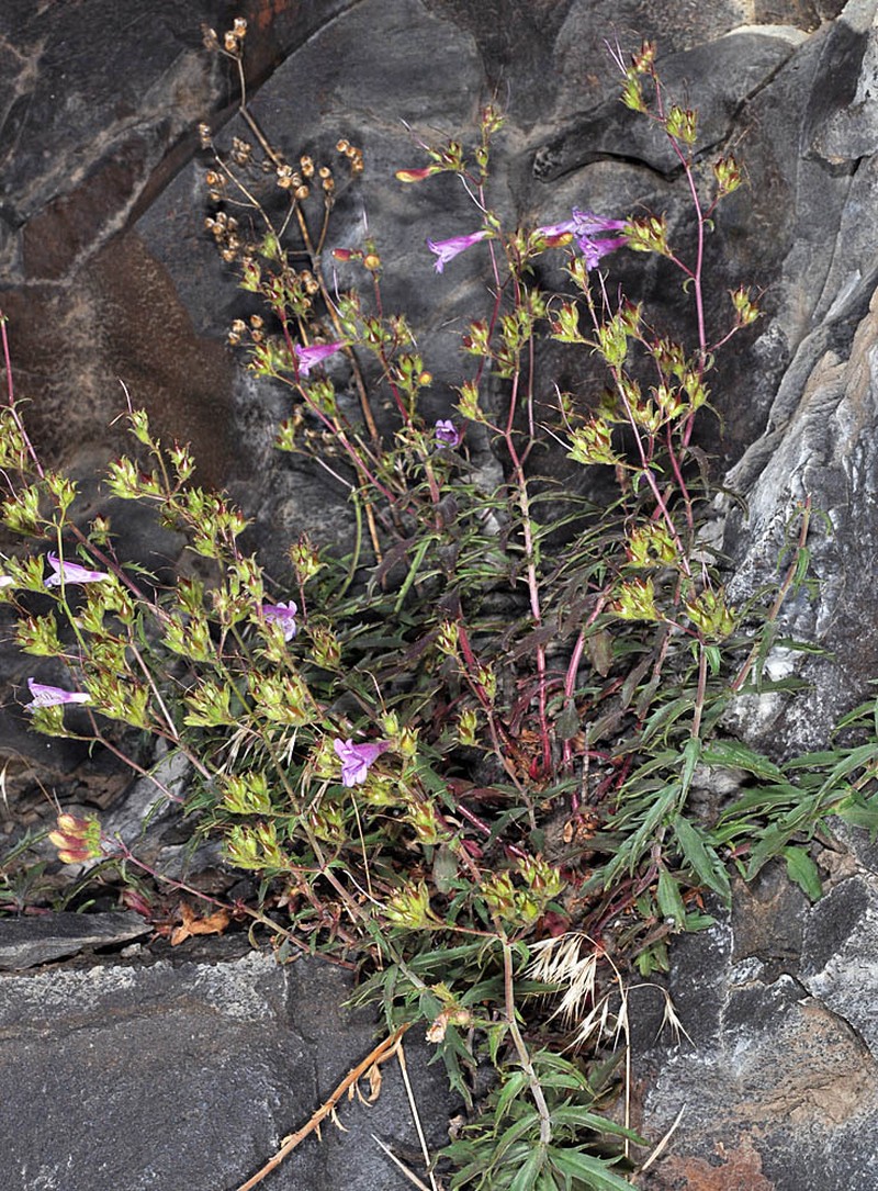 Penstemon curtiflorus photo 2