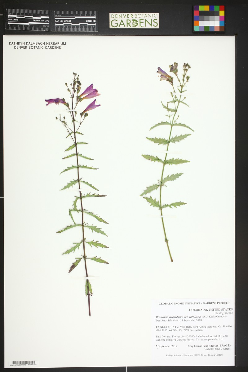 Penstemon curtiflorus photo 3