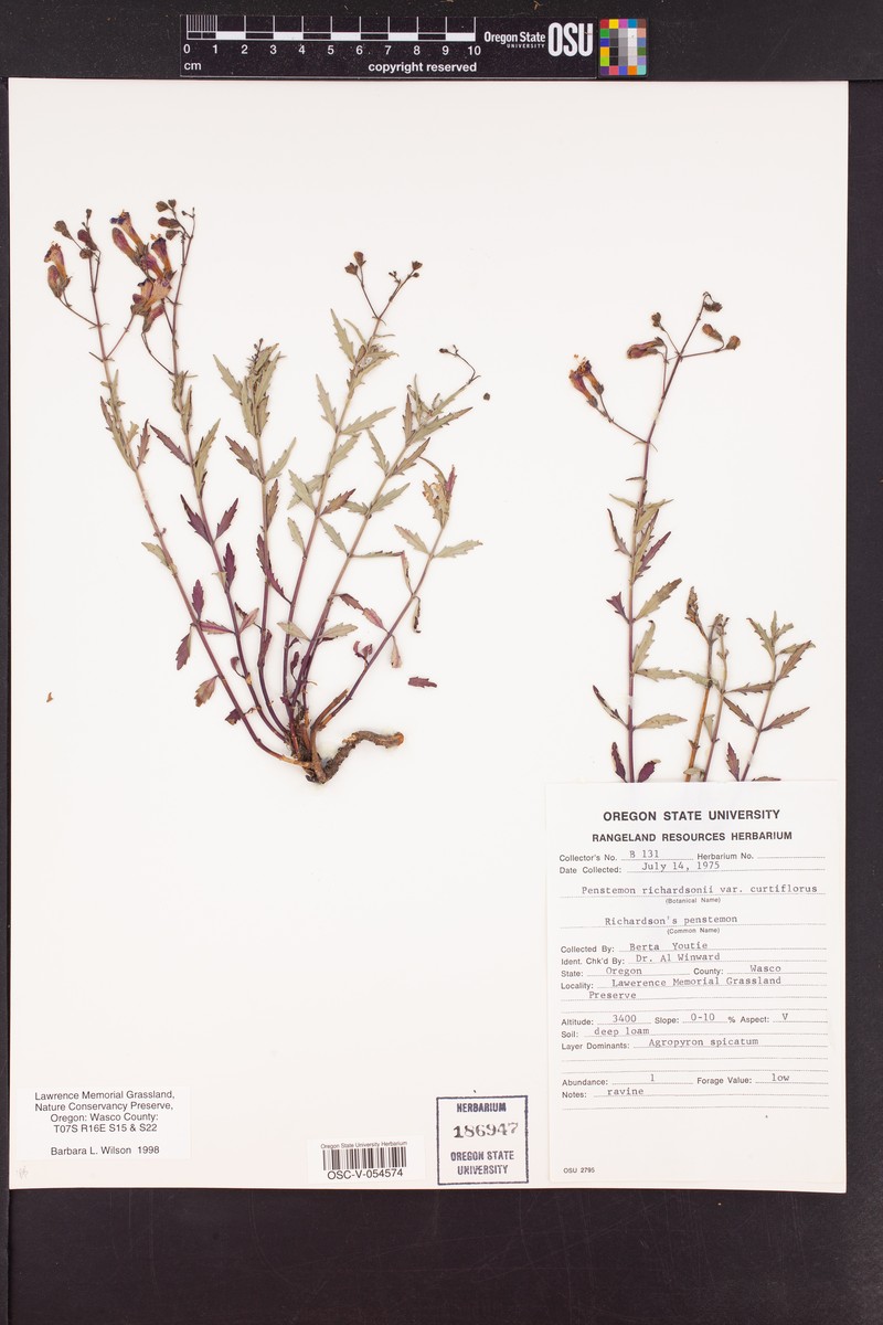 Penstemon curtiflorus photo 4