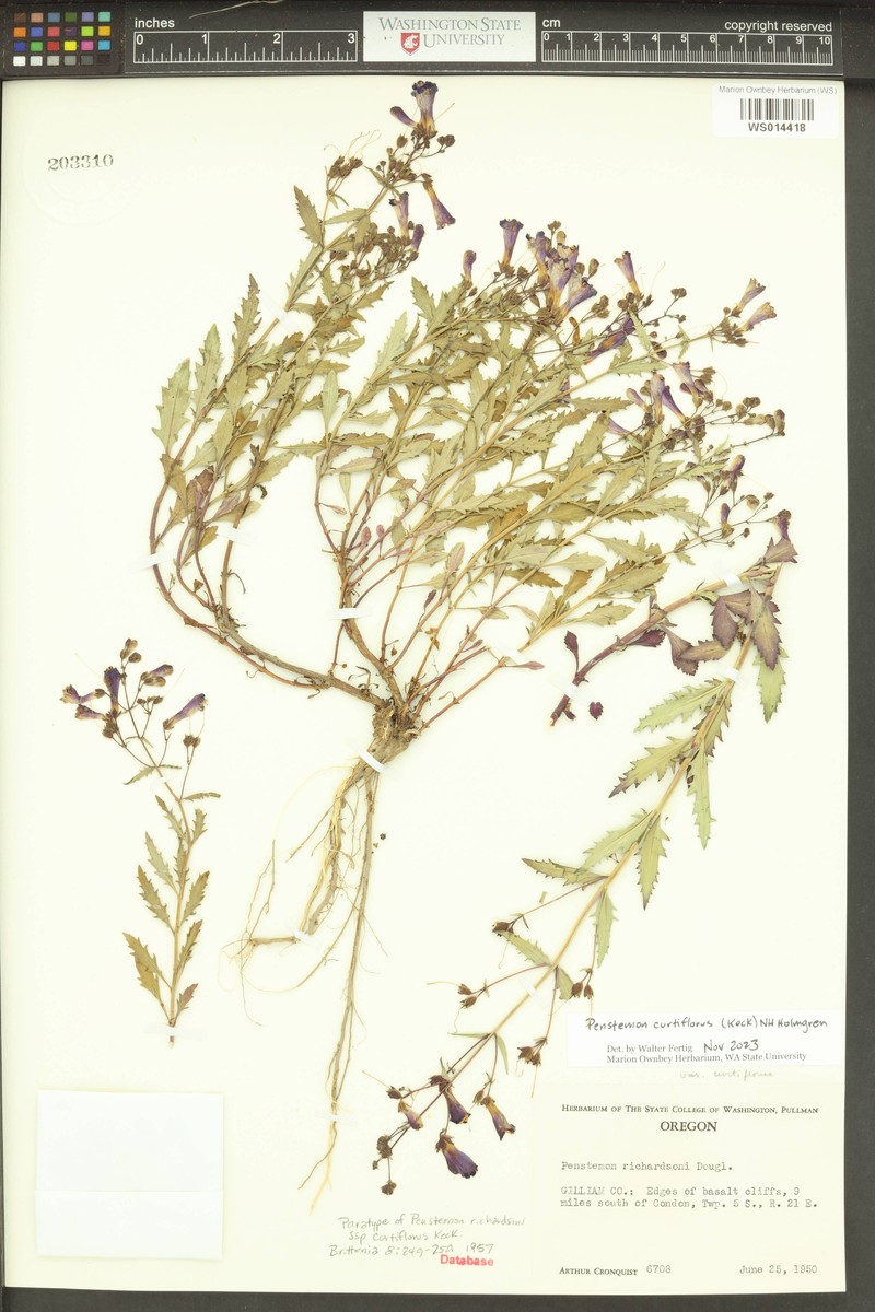 Penstemon curtiflorus photo 6