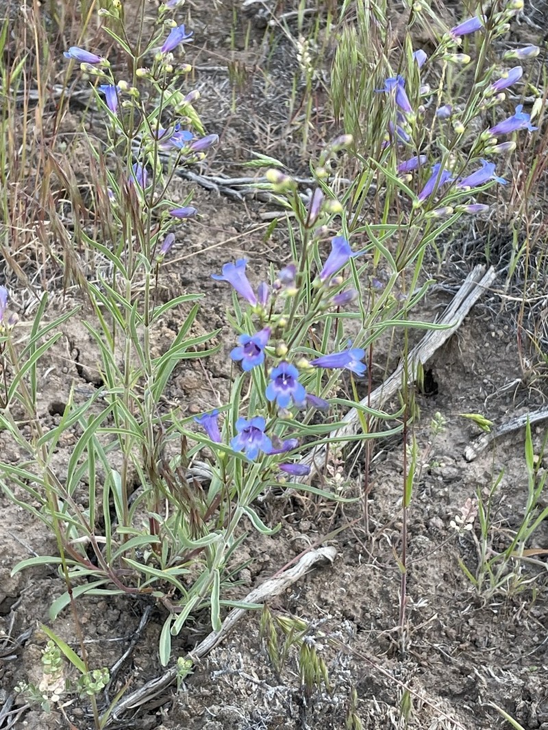 Cusick's Beardtongue