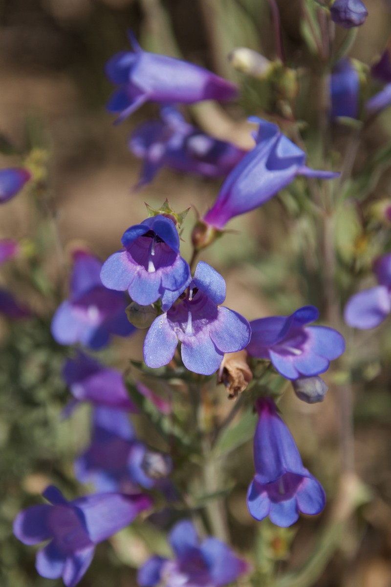 Cusick's Beardtongue photo 3