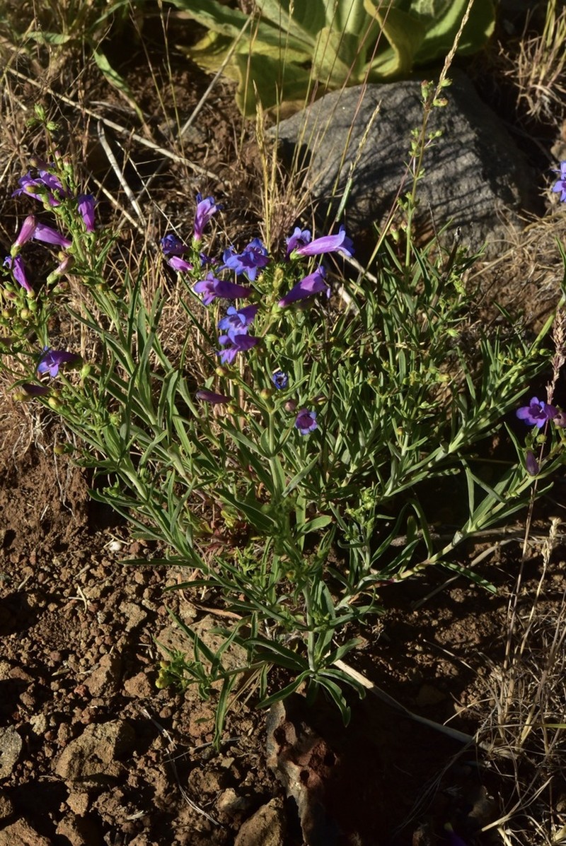 Cusick's Beardtongue photo 4
