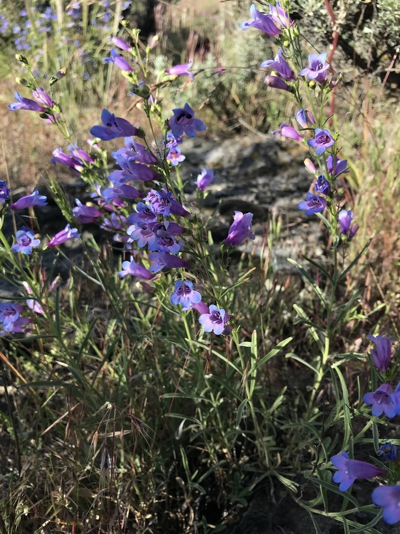Cusick's Beardtongue photo 5