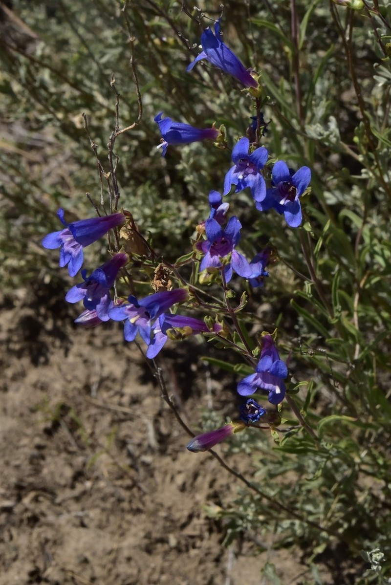 Cusick's Beardtongue photo 6