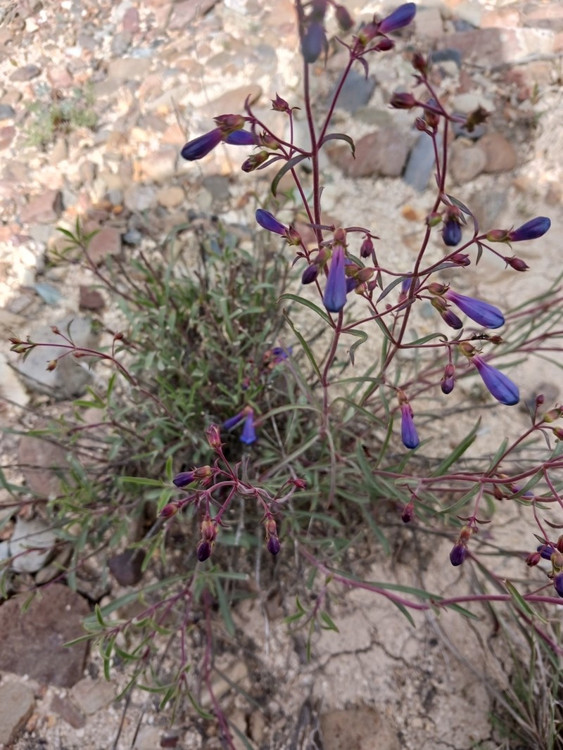 Cusick's Beardtongue photo 7