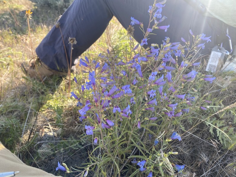 Cusick's Beardtongue photo 8