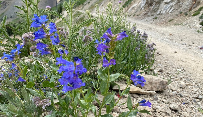 Wasatch Beardtongue