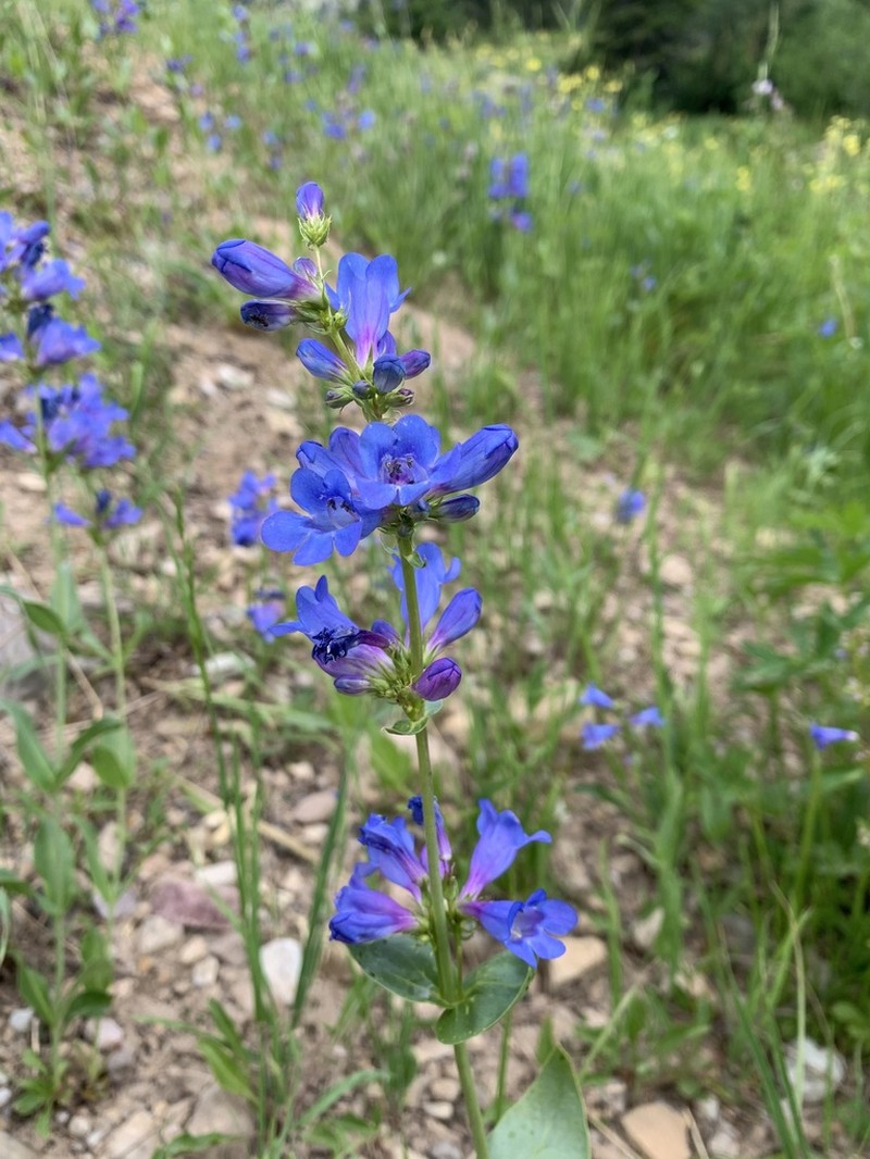 Wasatch Beardtongue photo 2