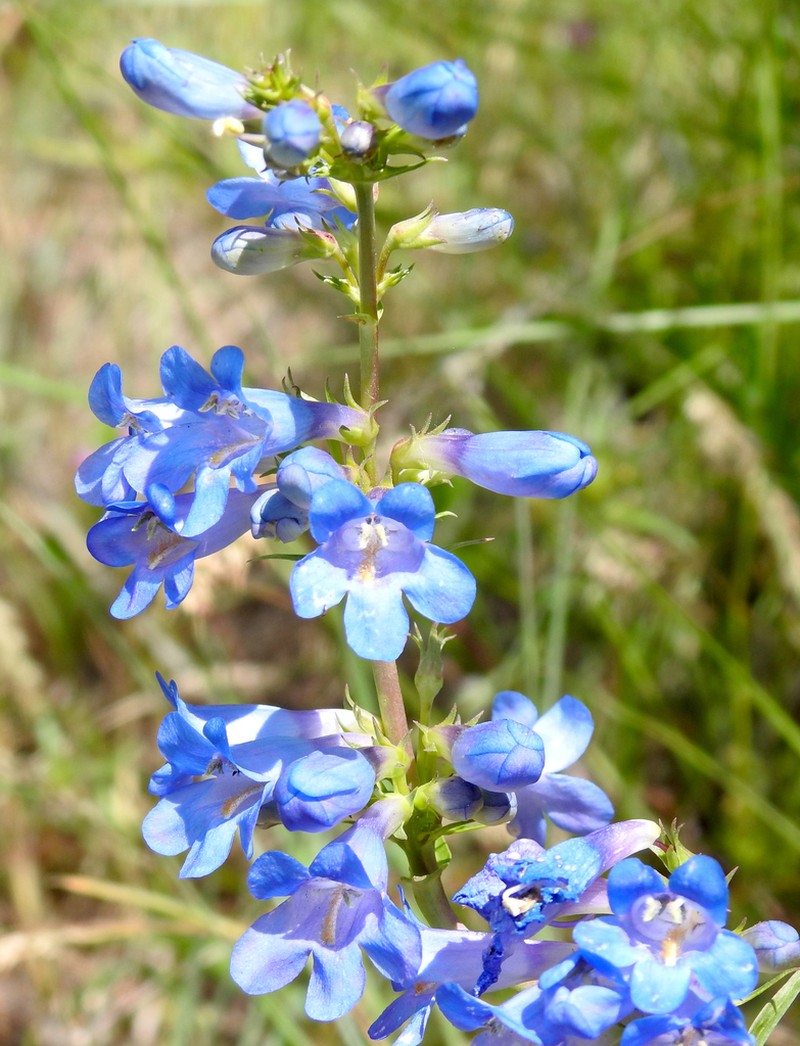 Wasatch Beardtongue photo 3