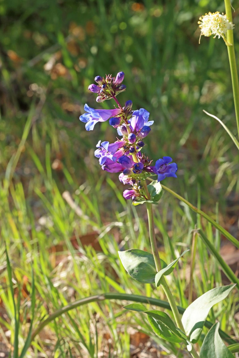 Wasatch Beardtongue photo 4