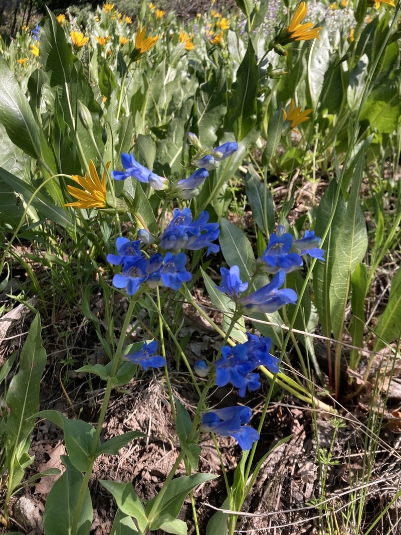 Wasatch Beardtongue photo 5