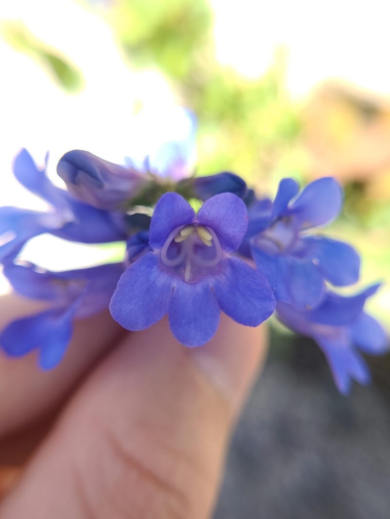 Wasatch Beardtongue photo 6