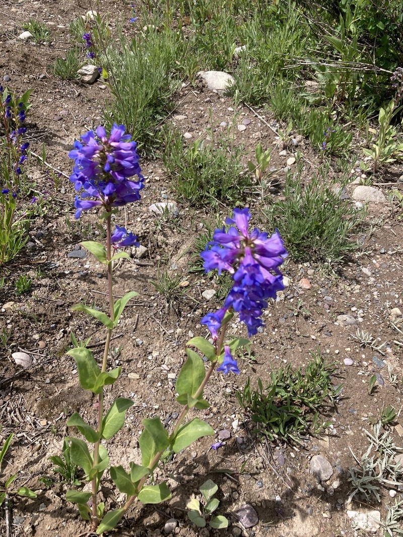 Wasatch Beardtongue photo 7