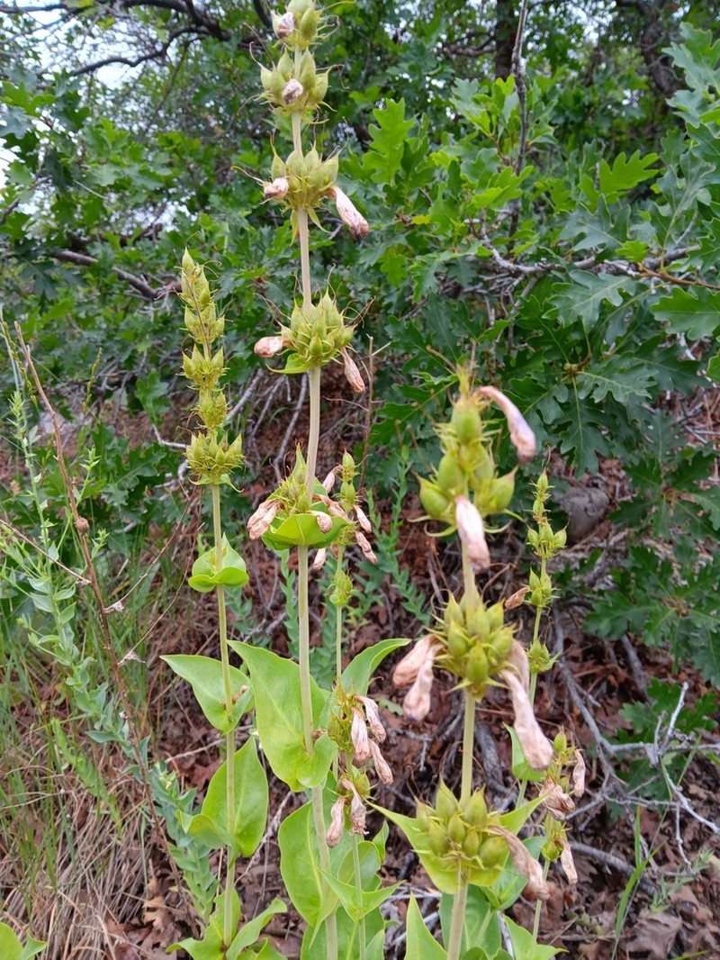 Wasatch Beardtongue photo 8