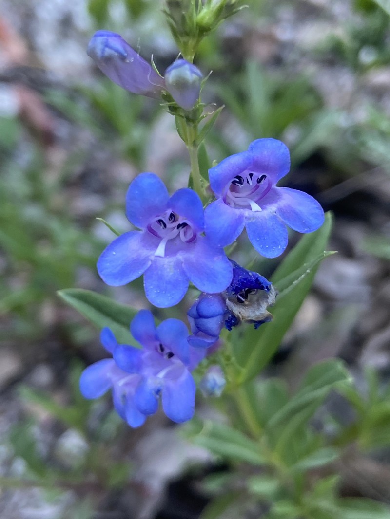 Penstemon cyananthus var. cyananthus photo 6