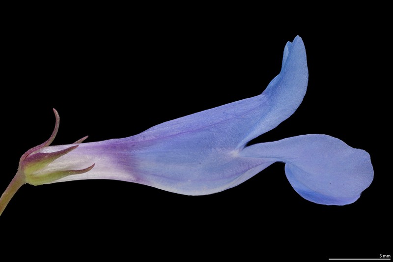 Penstemon cyananthus var. cyananthus photo 7