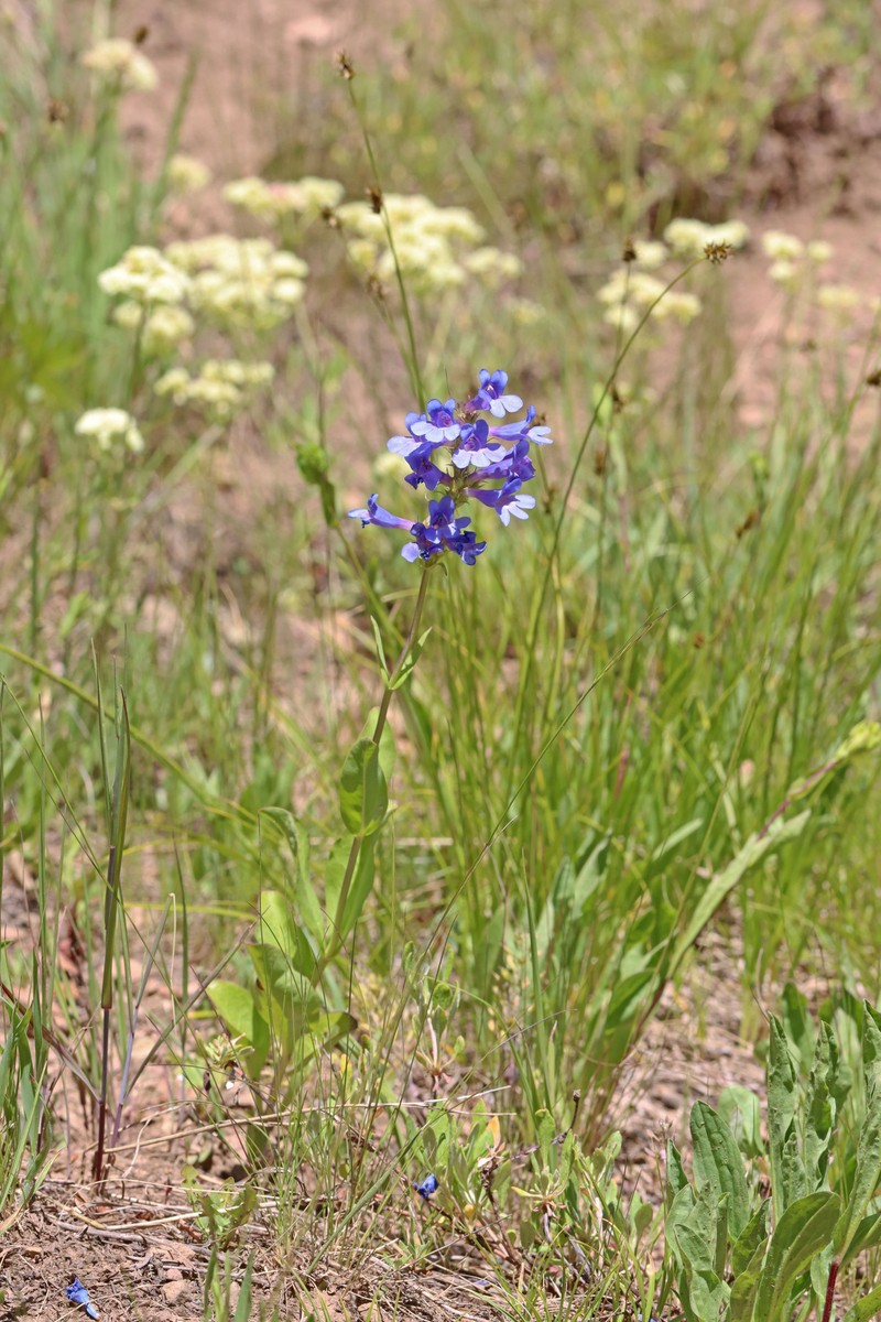 Penstemon cyananthus var. cyananthus photo 8