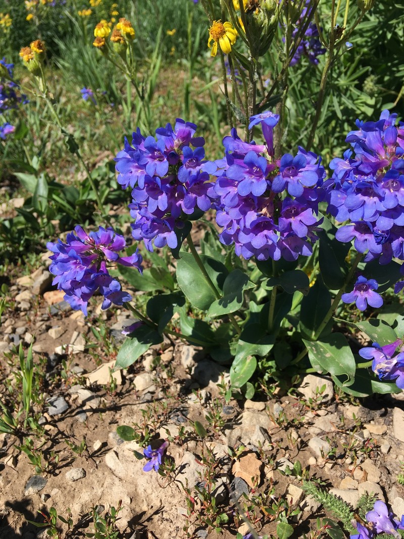 Penstemon cyananthus var. judyae