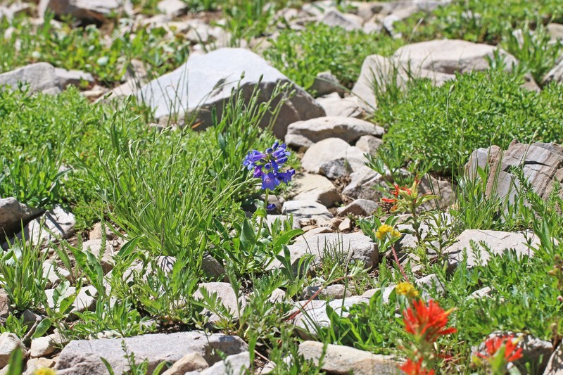 Penstemon cyananthus var. judyae photo 2