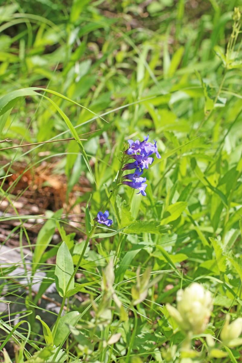 Penstemon cyananthus var. judyae photo 3