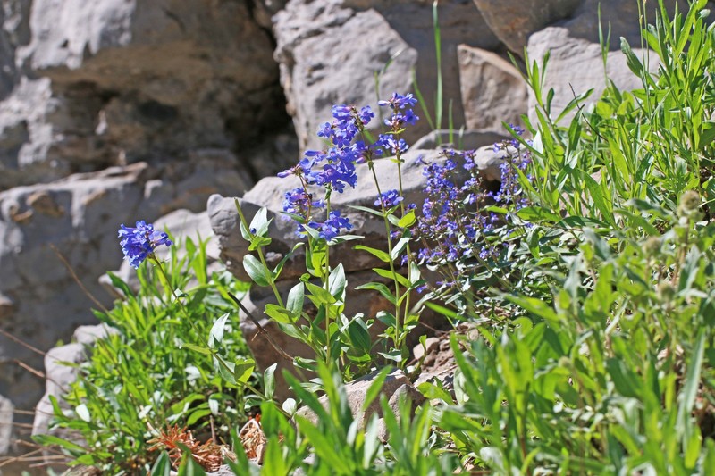 Penstemon cyananthus var. judyae photo 4