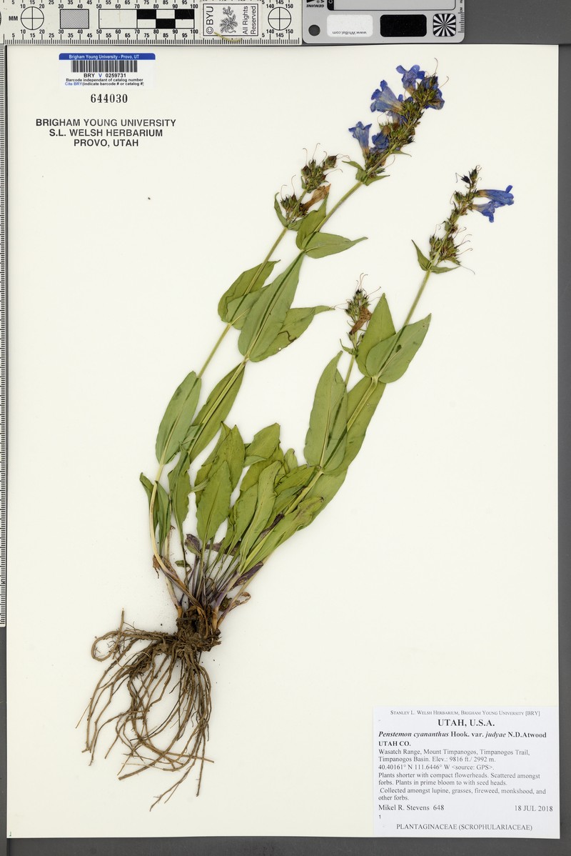 Penstemon cyananthus var. judyae photo 5
