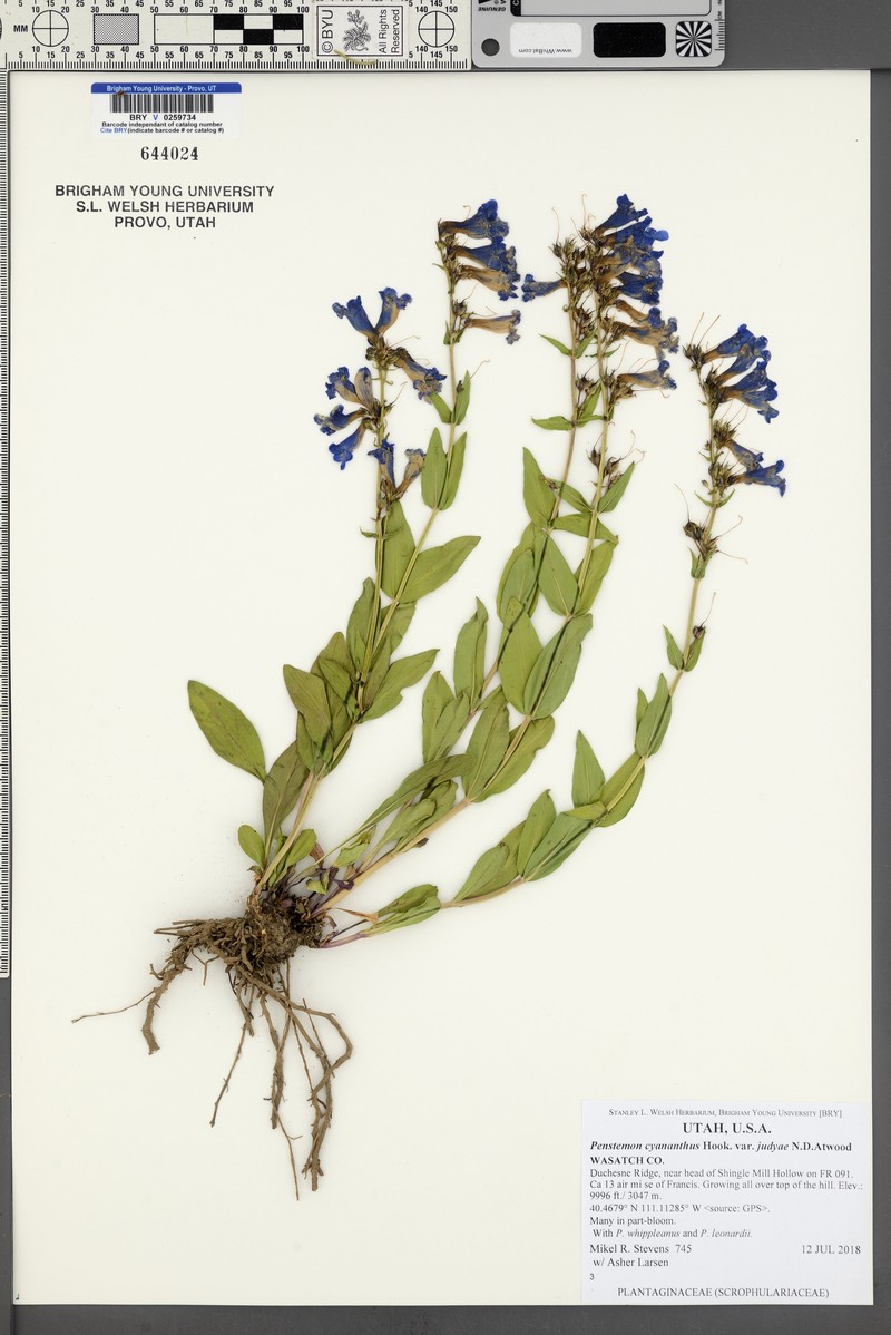 Penstemon cyananthus var. judyae photo 6