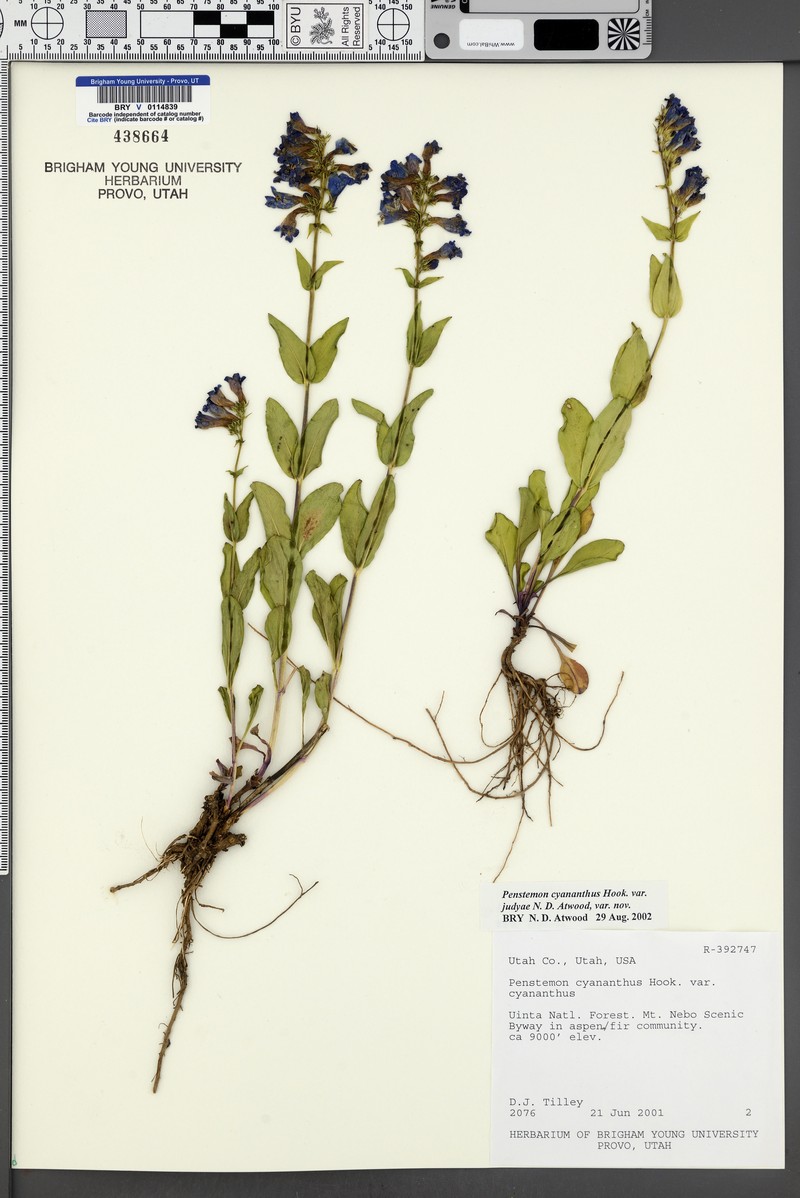 Penstemon cyananthus var. judyae photo 7