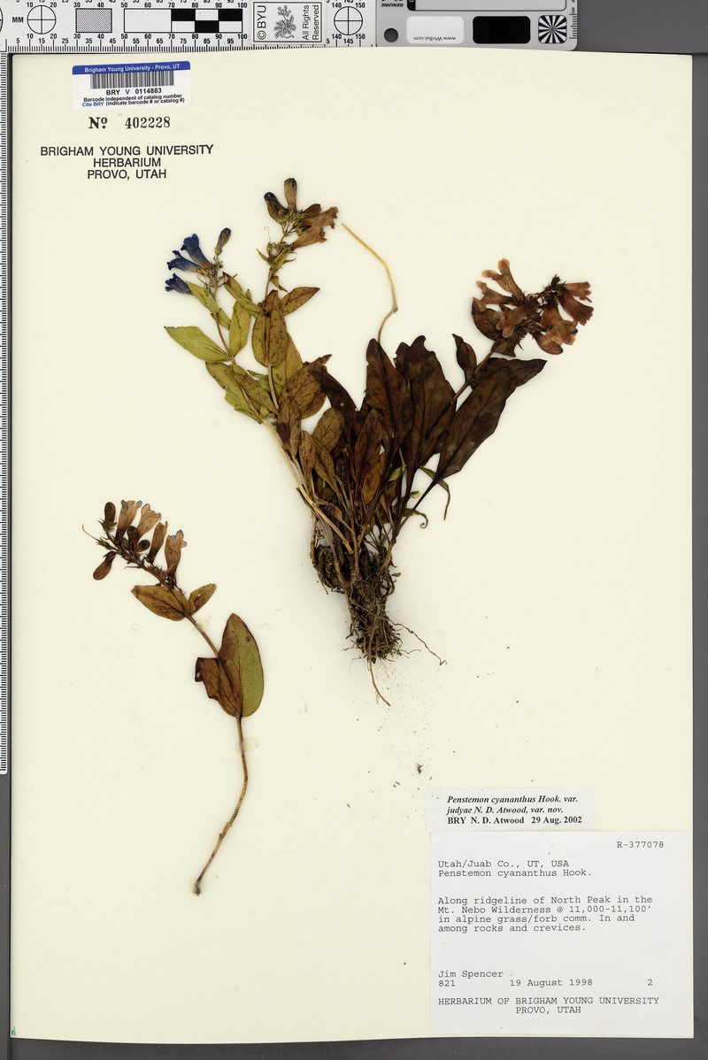 Penstemon cyananthus var. judyae photo 8