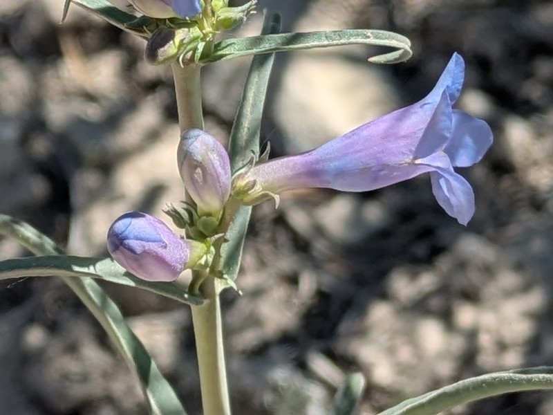 Penstemon cyananthus var. subglaber