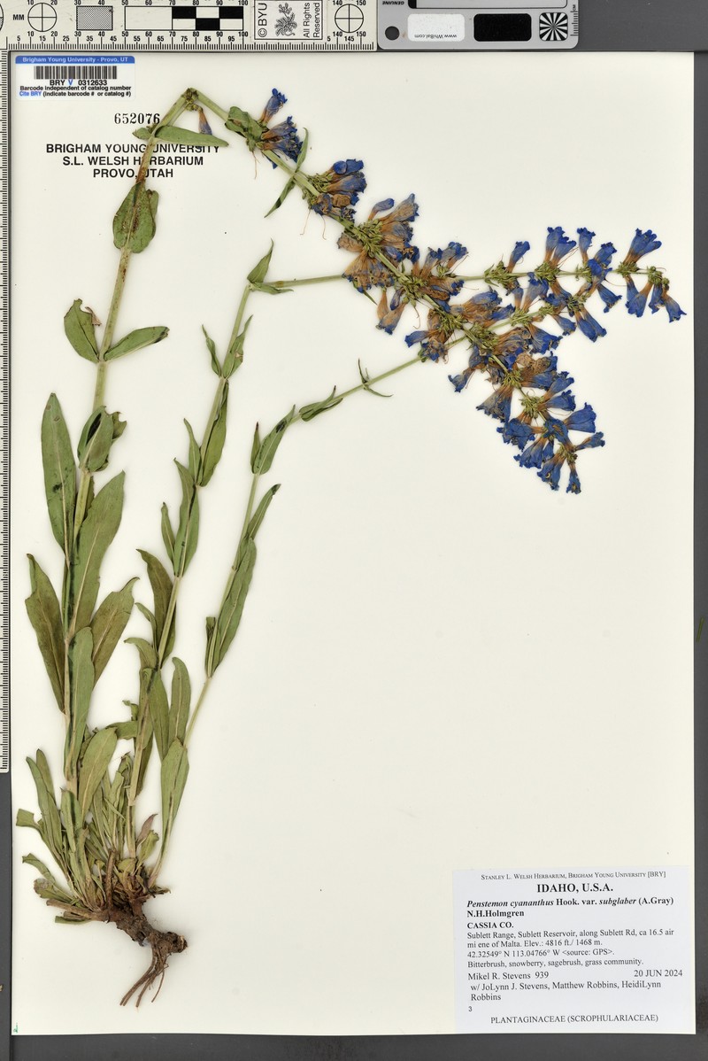 Penstemon cyananthus var. subglaber photo 2